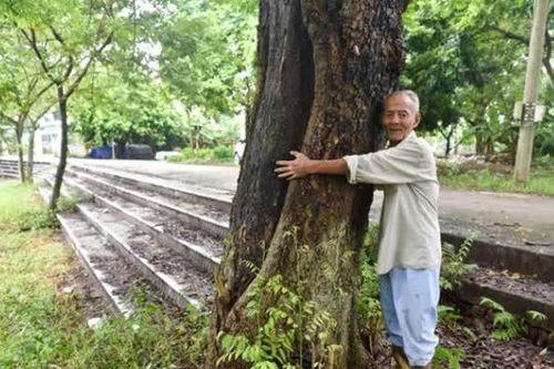 Cây sưa hơn 100 tuổi - khối vàng lộ thiên ở Hà Nội: Cao khoảng 15 m, giá 60 tỷ đồng nhưng không bán