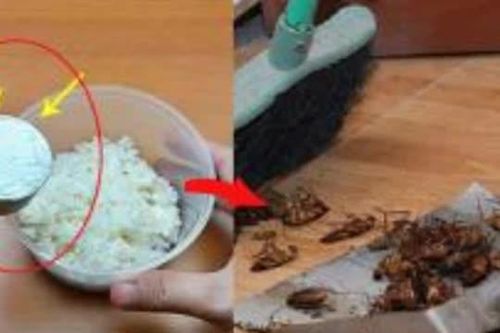 Cơm nguội đừng đổ đi, trộn với thứ này để đuổi gián, côn trùng chết sạch không còn một con