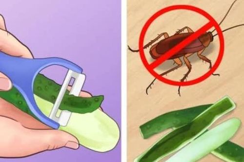 Không cần dùng hóa chất nguy hiểm, đây là 5 mẹo giúp đuổi côn trùng khỏi ngôi nhà của bạn