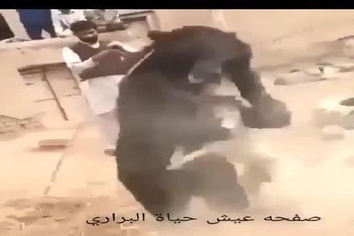 CLIP: Cuộc 'tử chiến' kịch tính giữa chó ngao và gấu đen, kết cục đầy bất ngờ