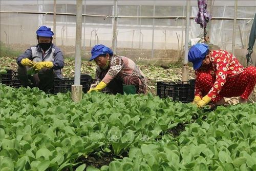 Nông dân chuyển gần 4.000 ha sang trồng rau màu để 'chung sống với lũ'
