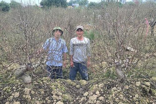 Triệu Sơn: Hiệu quả từ tập trung đất đai và liên kết bao tiêu sản phẩm