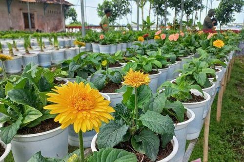 Làng hoa An Thạnh rộn ràng chuẩn bị mùa Tết