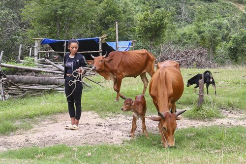 Chương trình kinh tế - xã hội vùng đồng bào dân tộc thiểu số Cam Lâm: Hiệu quả từ mô hình sinh kế nuôi bò sinh sản