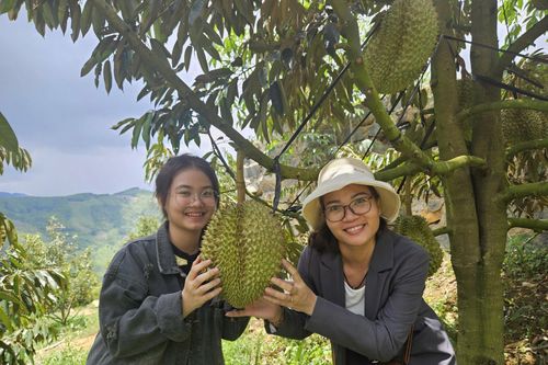 Khánh Sơn: Khuyến khích doanh nghiệp đầu tư chế biến nông sản đặc trưng