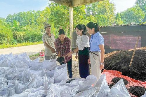 Phát triển nuôi giun quế mang lại nhiều lợi ích cho nông nghiệp và môi trường