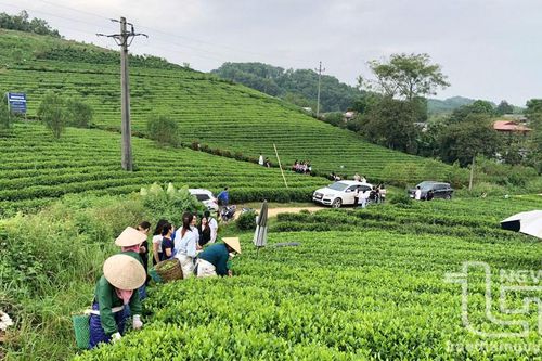 Chè Sông Cầu được cấp Giấy chứng nhận đăng ký nhãn hiệu tập thể