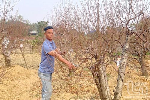 Làng hoa, cây cảnh vào vụ Tết