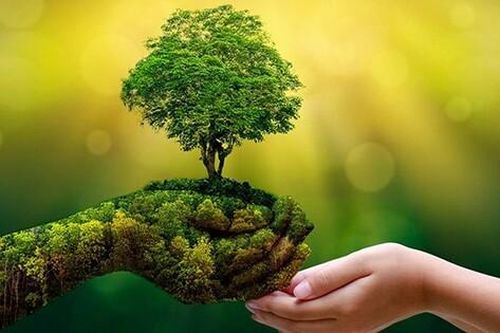 Bảo vệ rừng để đảm bảo sự bền vững của môi trường