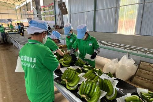 Hoàng Anh Gia Lai trả thêm 200 tỷ đồng nợ trái phiếu