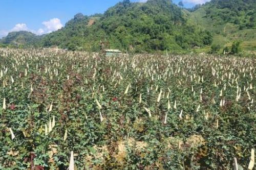 Rộn ràng làng hoa tết