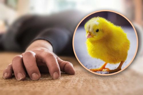 Người đàn ông Ấn Độ tử vong vì nuốt gà con để chữa vô sinh