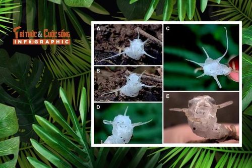 Loài thực vật mới phát hiện trong rừng ở Thanh Hóa