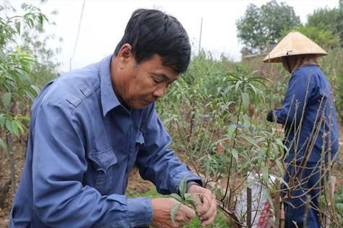 Làng đào gắng gượng vào vụ Tết