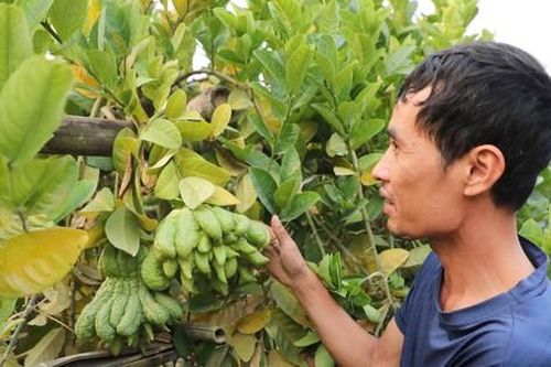 Ghé thăm vựa phật thủ lớn nhất miền Bắc, xem nông dân chuẩn bị cho vụ Tết 2025