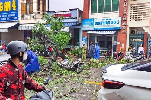 Cây xanh bật gốc đè trúng một người đi đường
