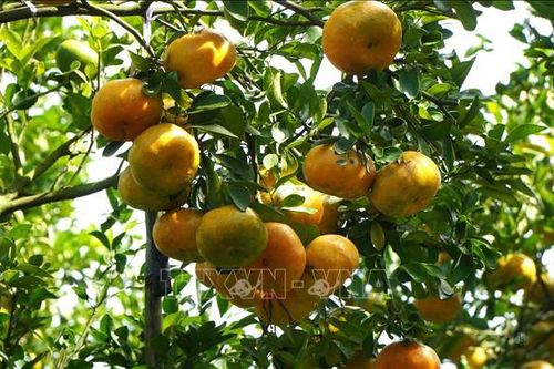 Quýt hồng Lai Vung sẵn sàng cung ứng thị trường Tết