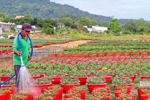 Sắc xuân trên những vườn hoa Tết ở đảo Phú Quốc