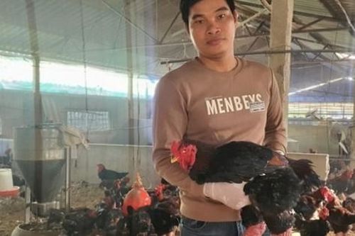 Nuôi loại gà quý hiếm giá tiền triệu, chưa đến Tết khách đã đến 'hốt hết'
