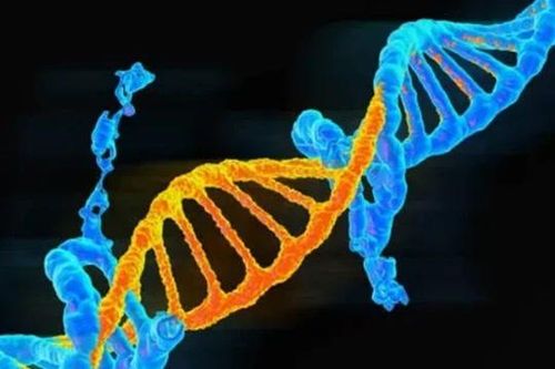 Australia sử dụng CRISPR để vô hiệu hóa các đột biến gene gây ung thư