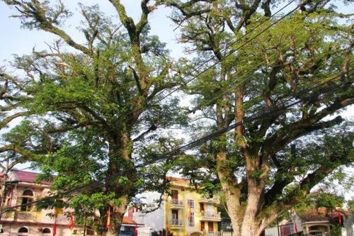 Cây gỗ quý 700 tuổi có giá trị 'không đo được bằng tiền' nằm ở đâu?