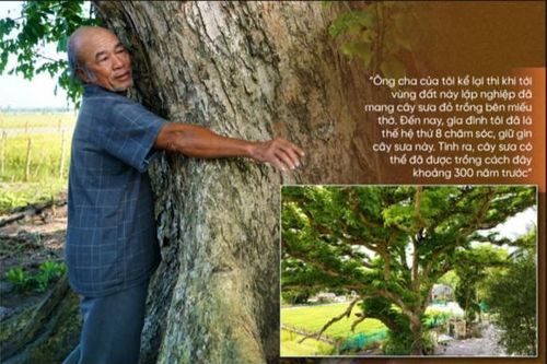 Cây gỗ ở Quảng Nam bên trong là một 'khối vàng', được trả 'núi tiền' nhưng chủ nhân quyết không bán, vì sao?