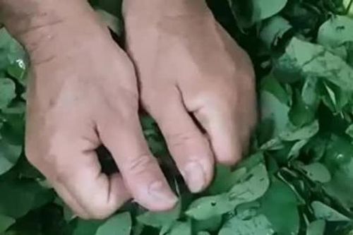 Rửa rau ngót thế nào cho đúng? 99% người Việt đang làm sai cách, mất sạch dinh dưỡng