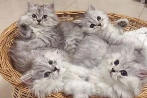 Vì sao ít người dám nuôi 'mèo cái'? Những người có kinh nghiệm tiết lộ lý do