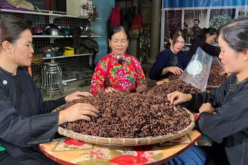 Phụ nữ - Nhân tố quan trọng trong hoạt động giảm nghèo bền vững