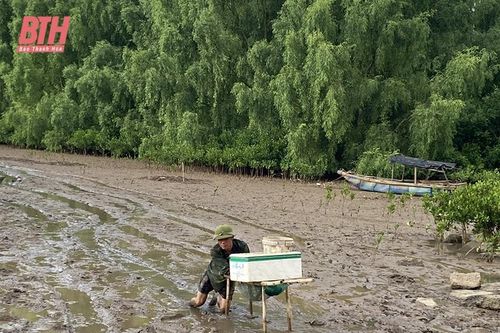 Người dân biển bảo vệ 'lá chắn xanh'