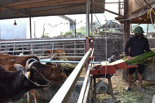 Mường Ảng chủ động phòng, tránh đói rét cho đàn vật nuôi