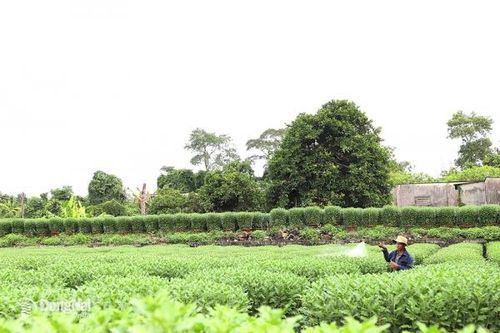 Kỳ vọng vụ hoa Tết trúng mùa, trúng giá