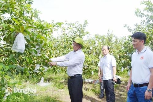 Đồng Nai có gần 2,5 ngàn mô hình, điển hình đạt tiêu chí về dân vận khéo