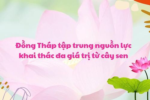 Đồng Tháp tập trung nguồn lực khai thác đa giá trị từ cây sen