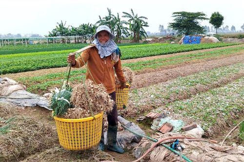 Để sản xuất vụ Xuân thắng lợi