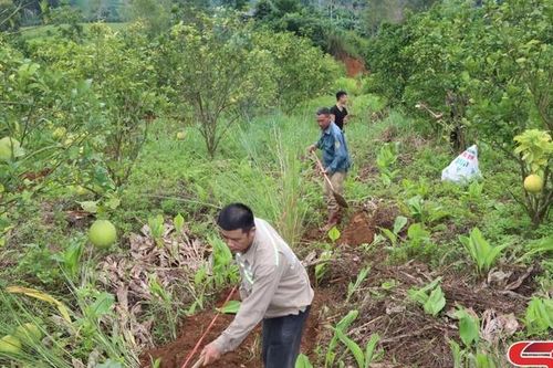 Phát triển nông nghiệp thích ứng với biến đổi khí hậu