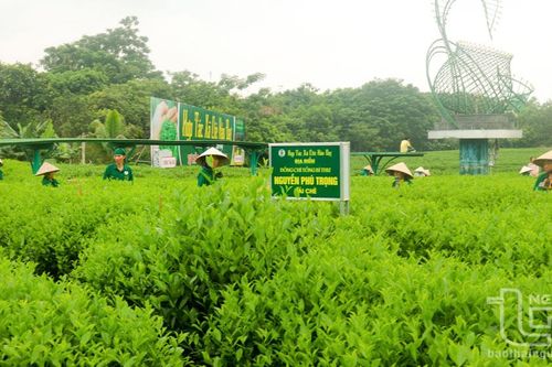 Thái Nguyên: Cơ cấu nông nghiệp chuyển dịch theo hướng tích cực