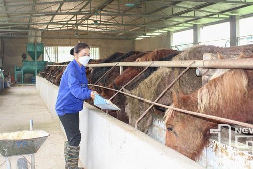 Hướng đi mới trong phát triển chăn nuôi ở Minh Đức