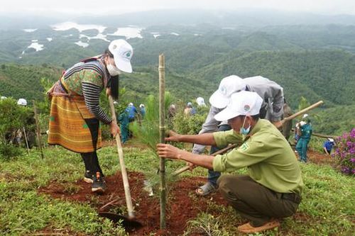 Động viên mọi thành phần tham gia trồng cây, trồng rừng, phát triển thị trường tín chỉ carbon rừng