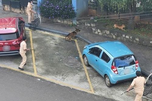 Nhậu xỉn, người đàn ông ôm chó nhà, bị cắn tử vong sau 1 tháng