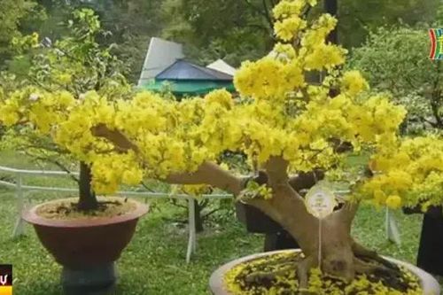 Mai Tết cổ thụ giá thuê vài chục triệu đồng hút khách