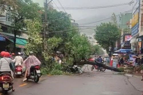 Cây hoa sữa ngã đổ trúng người đi đường ở thành phố Quy Nhơn
