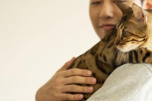 Vợ chồng lăng mạ nhau chỉ vì con mèo