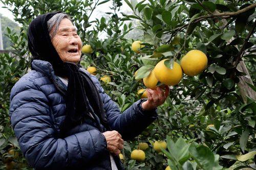 Giá một quả cam Xã Đoài... bằng cả yến lúa