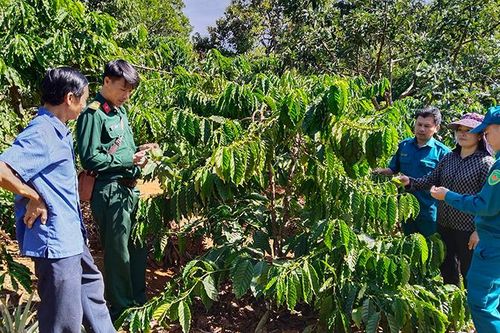 Huyện Đắk R'lấp phát huy lợi thế phát triển nông nghiệp