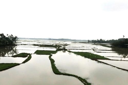 Lũ các sông Quảng Ngãi đang lên, 57 nhà dân, hơn 1.000ha lúa gieo sạ bị ngập