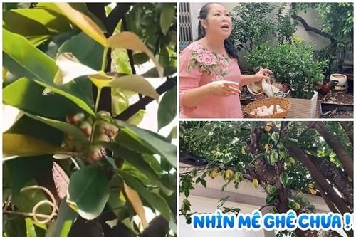 'Biệt phủ' đủ loại cây trái độc lạ của NSND Hồng Vân