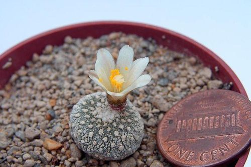 Cận cảnh loài xương rồng nhỏ nhất thế giới, cực khó trồng