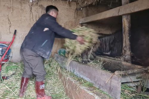 Chủ động chống rét, đảm bảo sức chống chịu cho đàn vật nuôi