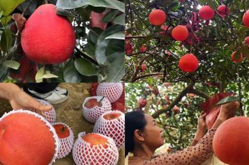 Bưởi đỏ Đông Cao kín đơn đặt hàng dịp Tết Nguyên đán